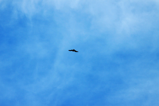 天空中的鹰