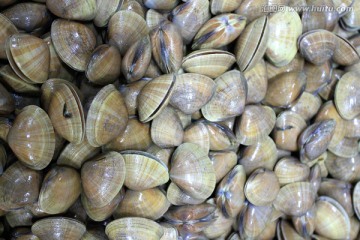 海鲜 美食 黄蚬子 贝壳 贝类