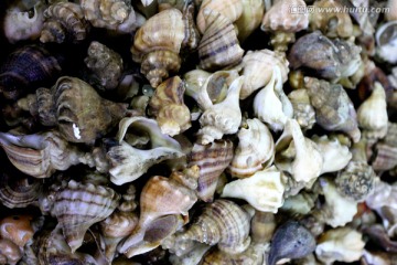 海鲜 美食 海螺 贝壳 贝类