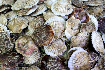 海鲜 美食 扇贝 贝壳 贝类