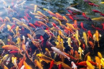 魚群 觀賞魚 錦鯉