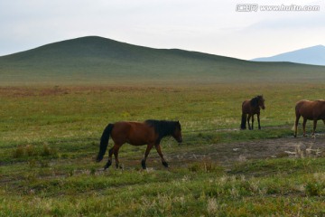 草原马