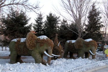 冬天 树木 白雪 植物雕塑