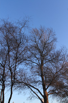 树枝 树木 冬天 蓝天 树干
