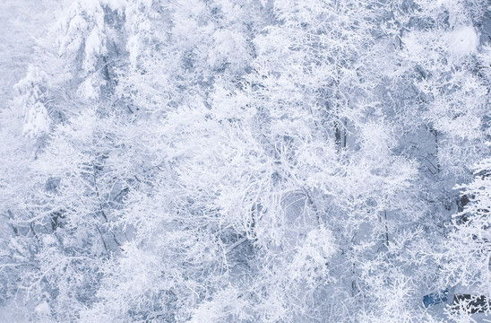 黄山风光雪松雪枝