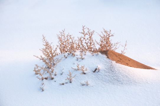 戈壁滩雪景