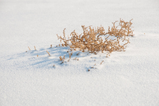 戈壁滩雪景