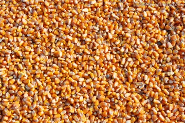 玉米 苞米 种子 粮食 丰收