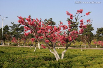 公園