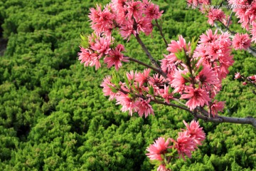 鲜花