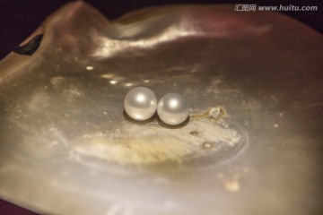 白珍珠 殼 圓