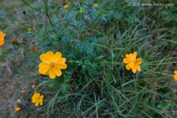 小黄花