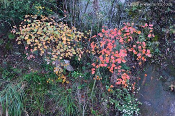 山花烂漫