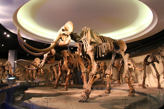 大庆 博物馆 动物标本 猛犸象
