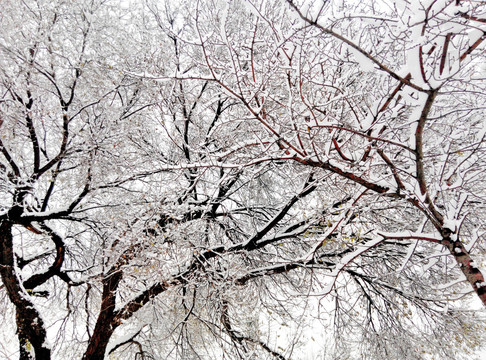 雪景