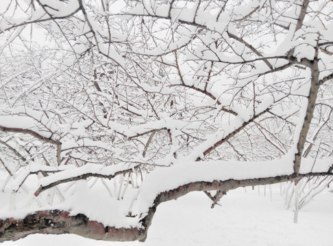 雪景