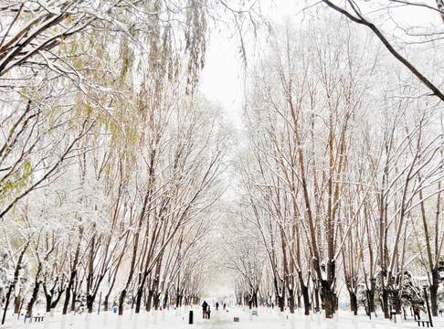 雪景