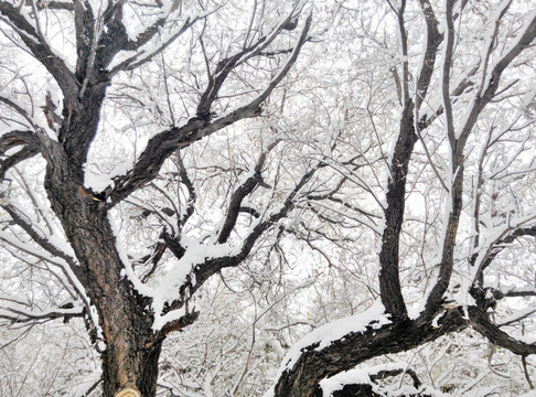 雪景