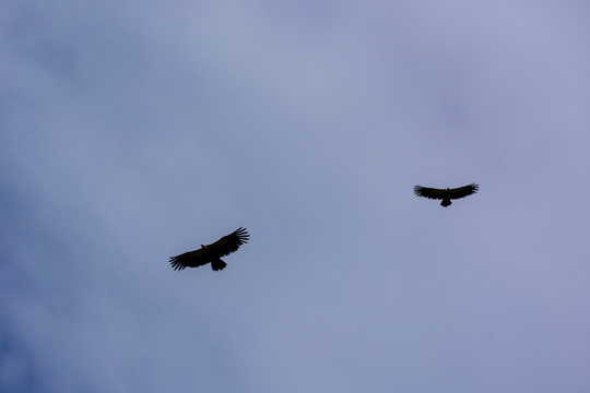 鹰击长空