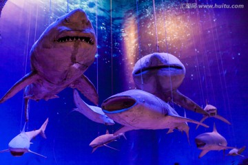 鲨鱼 标本 海洋世界