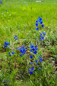 草原野花