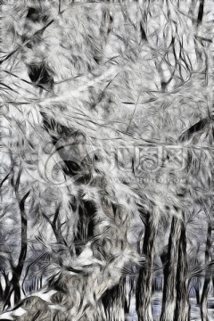 樹(shù)林