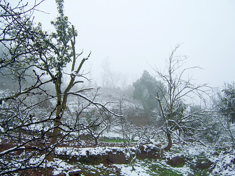 田园雪景 桃树果园雪景