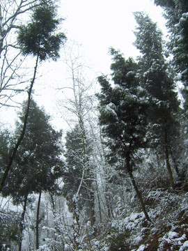 山林雪景 树林雪景