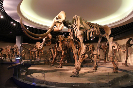 大庆 博物馆 猛犸象 动物标本