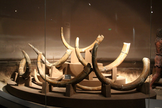 大庆 博物馆 猛犸象 象牙化石