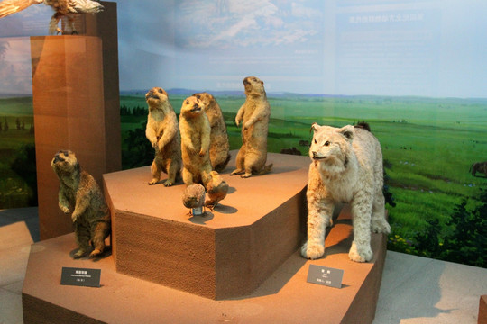 大庆 博物馆 动物标本 草原鼠