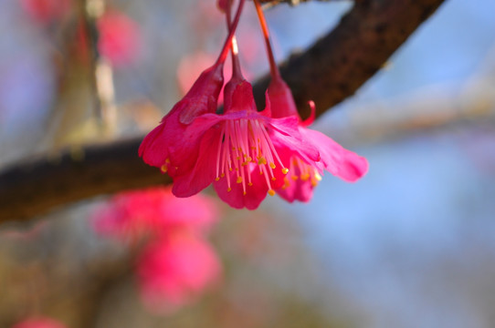 粉色桃花