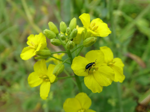 婺源油菜花