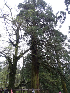 庐山三宝树