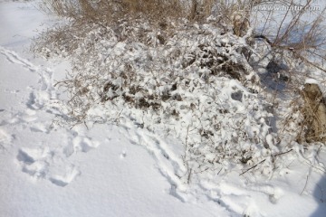 雪地荒草
