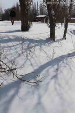 雪地树影