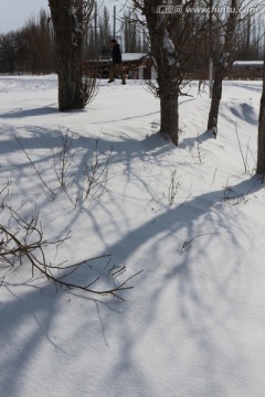 雪地树影 （