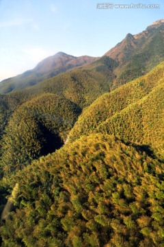 武功山竹海