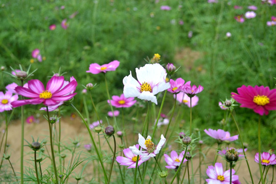 波斯菊