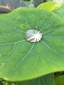 雨水