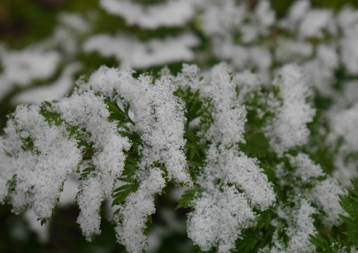 雪