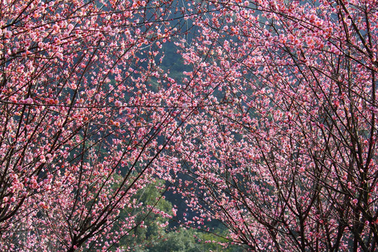 梅花