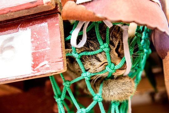 客栈的猫