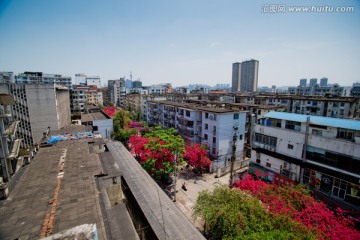 南宁 平西路 春天