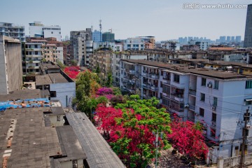 南宁 平西路 春天