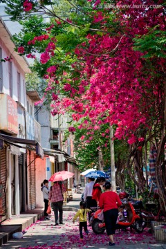 南宁 平西路 春天