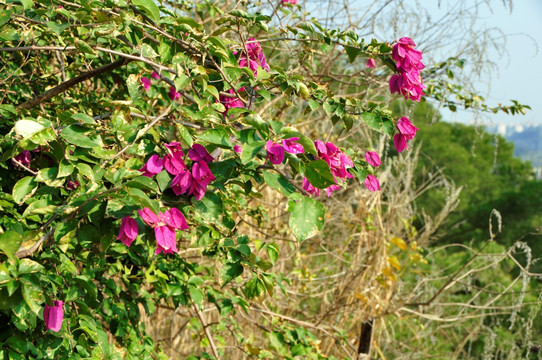 三角梅花草