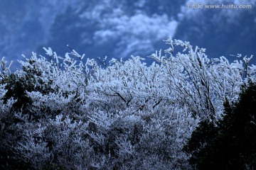 风雪寒树