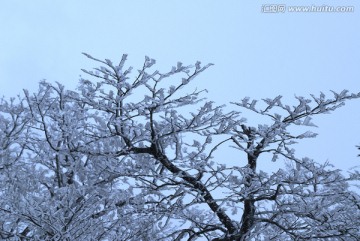 树枝 积雪