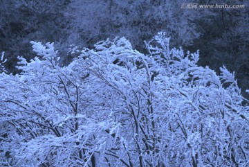 风雪寒树